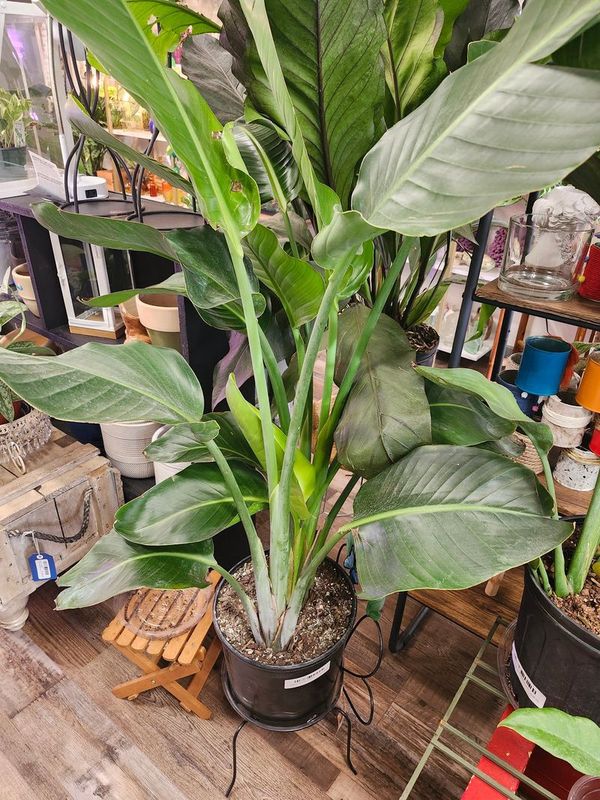 BIRD OF PARADISE 10&quot; WHITE