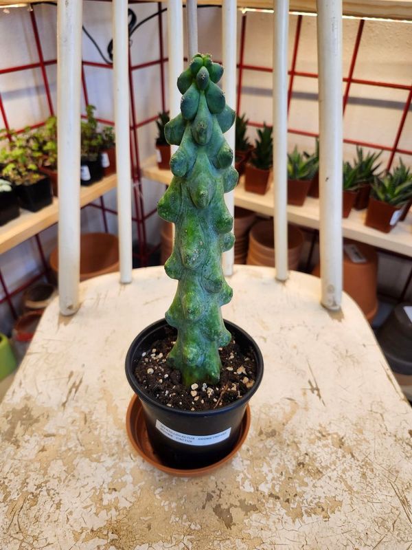 BOOBIE CACTUS 4&quot;