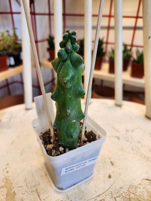 BOOBIE CACTUS 2&quot;
