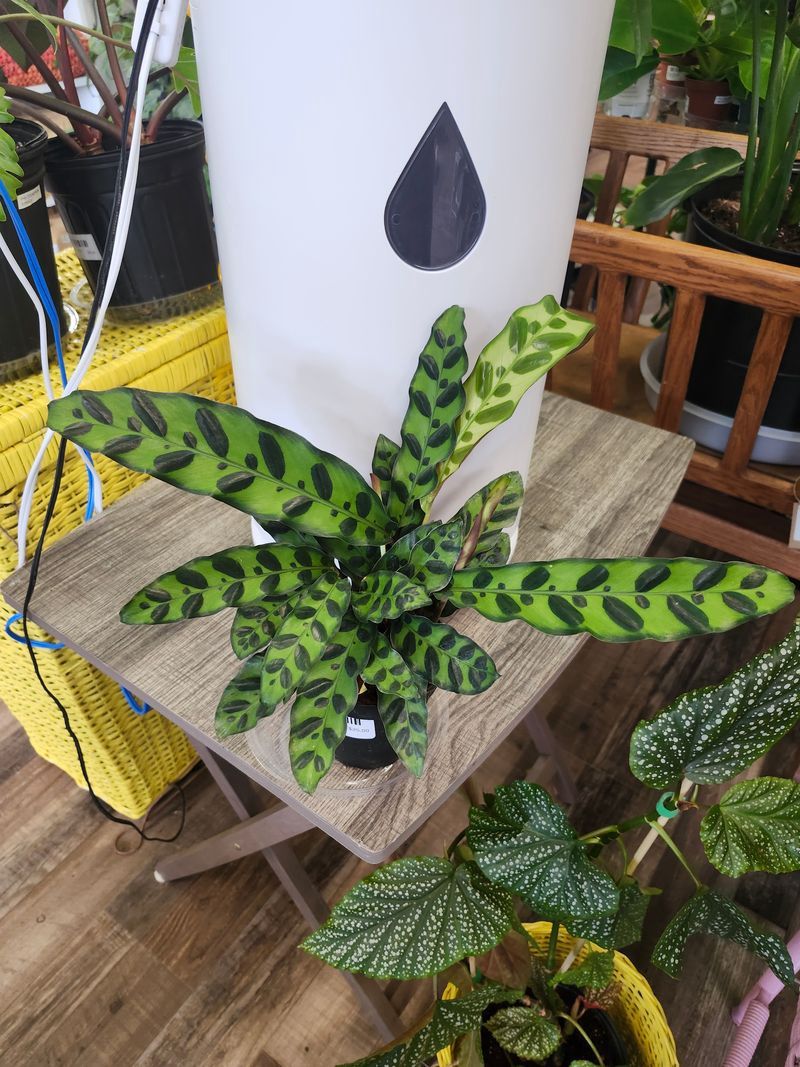 CALATHEA LANCIFOLIA &quot;RATTLESNAKE&quot; 4&quot;