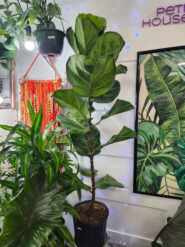 FICUS LYRATA COLUMN 10&quot;
