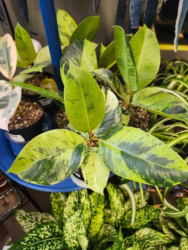 FICUS SHIVEREANA 4&quot;