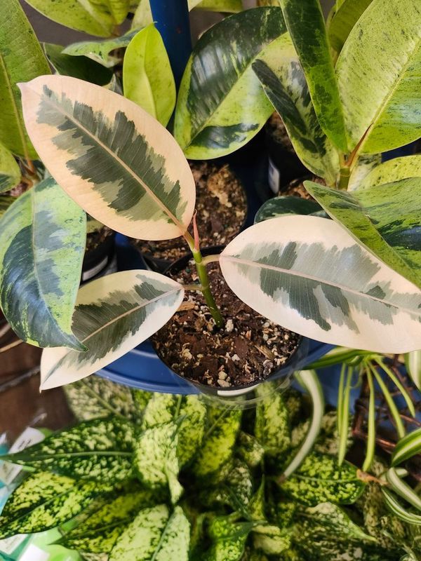 FICUS TINEKE 4&quot;