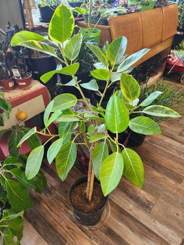 FICUS YELLOW GEM 10&quot;