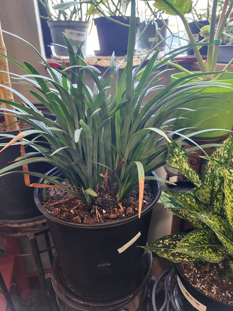 GRASS LIRIOPE EVERGREEN GIANT 10&quot;