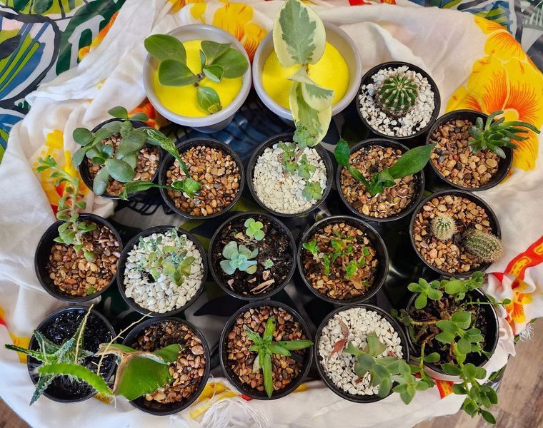GH SUCCULENT W/ROCKS - POTTED ASST