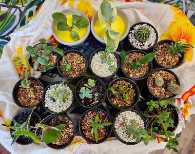 GH SUCCULENT W/ROCKS - POTTED ASST