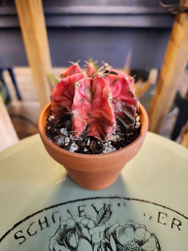 GYMNOCALYCIUM MIHANOVICHII- VARG POTTED