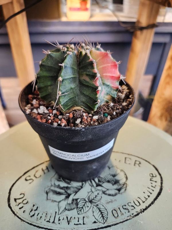 GYMNOCALYCIUM MIHANOVICHII - VARG