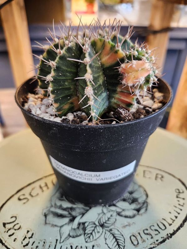 GYMNOCLYCIUM VARG