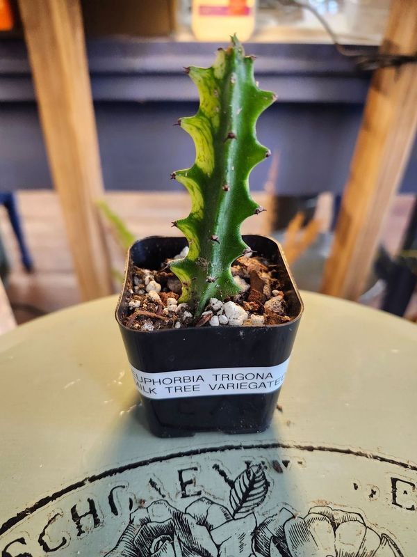 EUPHORBIA TRIGONA MILK TREE - VARG