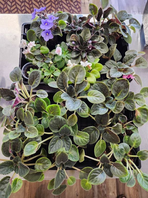 AFRICAN VIOLET (SMALL)