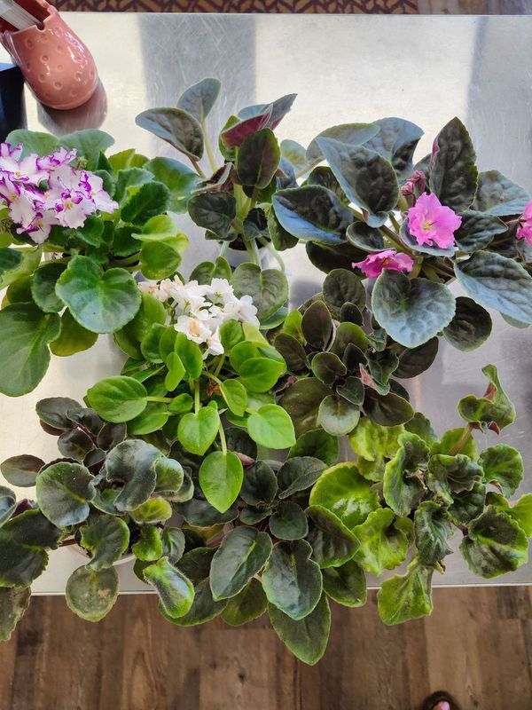 AFRICAN VIOLET (MEDIUM)