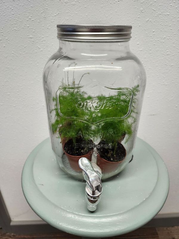 MASON JAR TERRERIUM