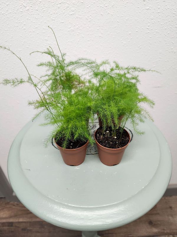 MOSS 2&quot;