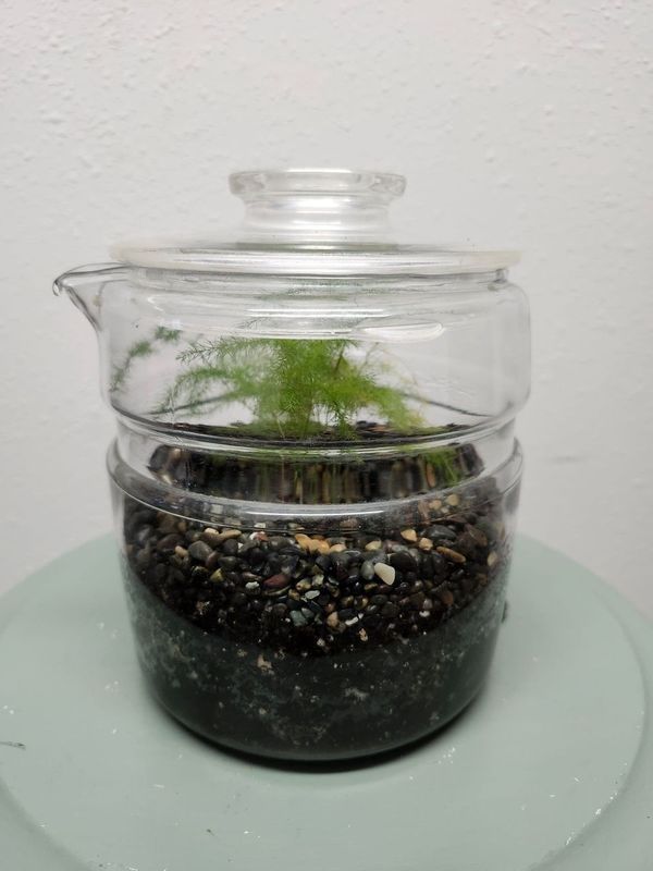 GLASS TERRARIUM W/MOSS