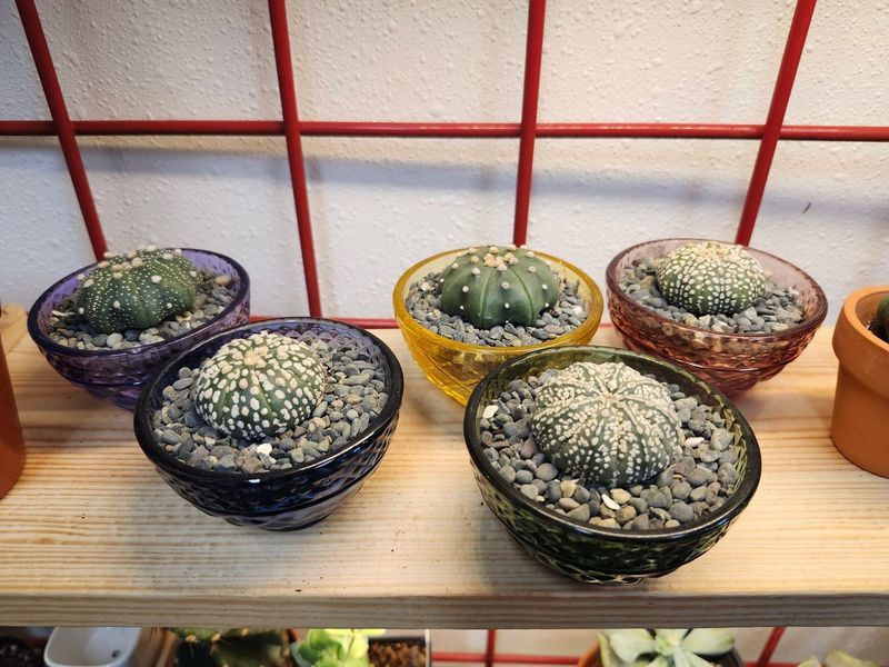 ASTRO - POTTED