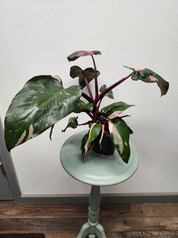 PHILODENDRON PINK PRINCESS