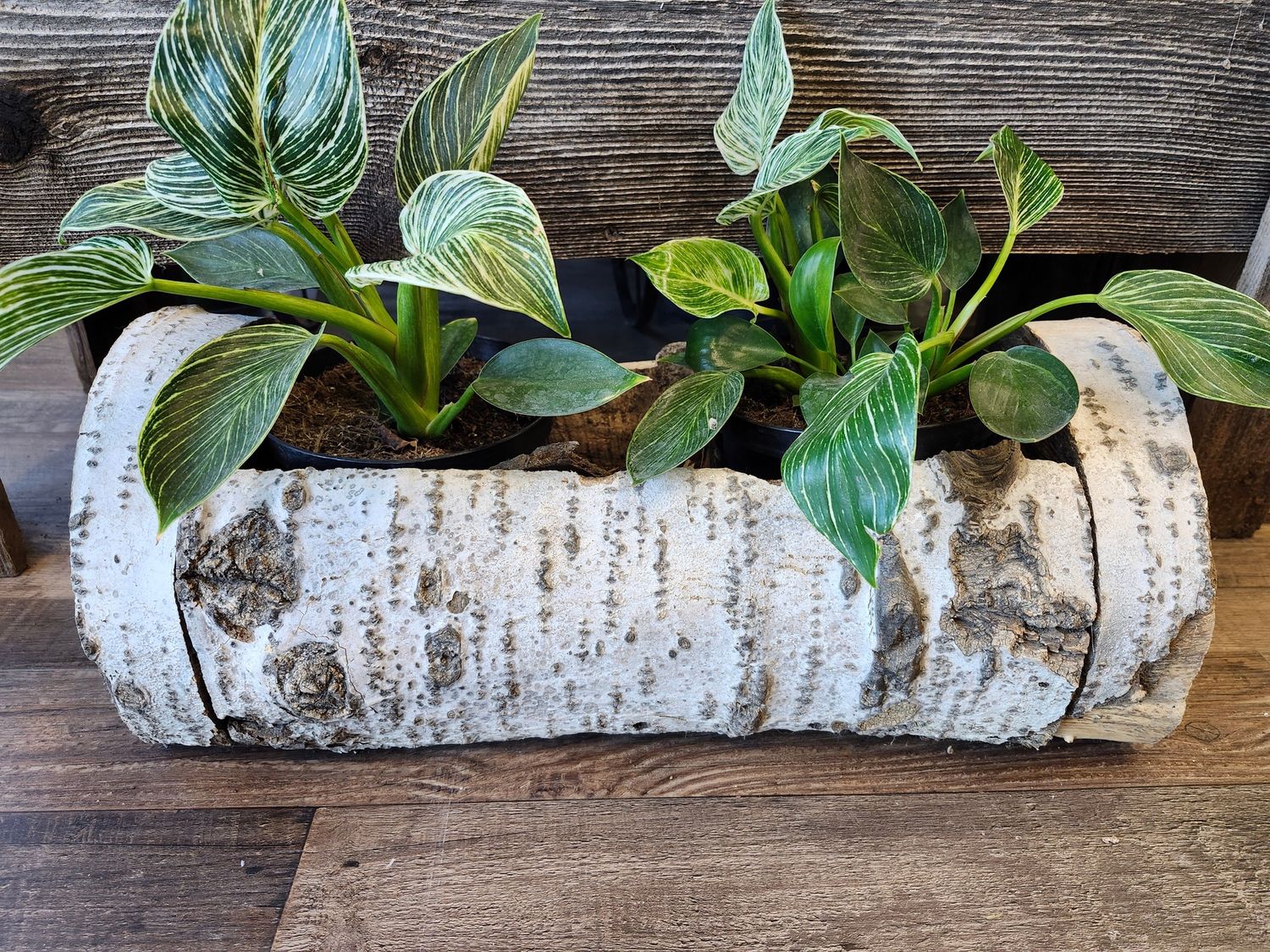 LOG PLANTER