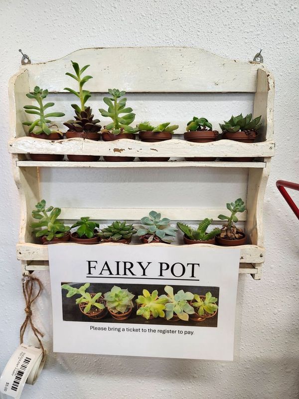 SUCCULENT FAIRY POT 1&quot;