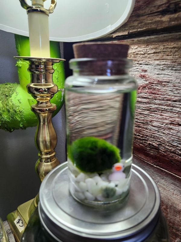 MOSS PET (LARGE)