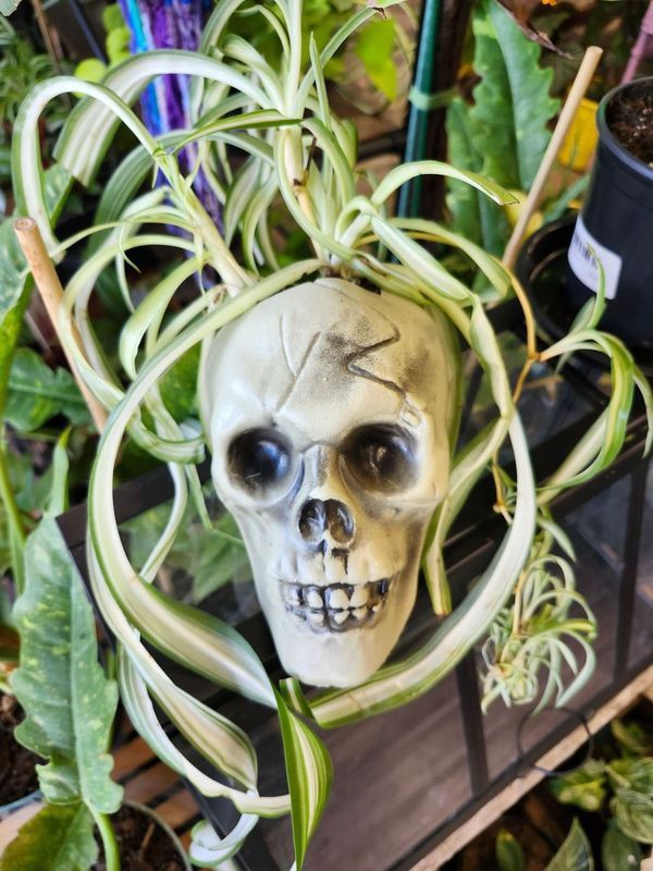 SKULL PLANTER W/POTTED BONNIE SPIDER