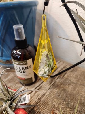 AIR PLANT HANGER - PLASTIC