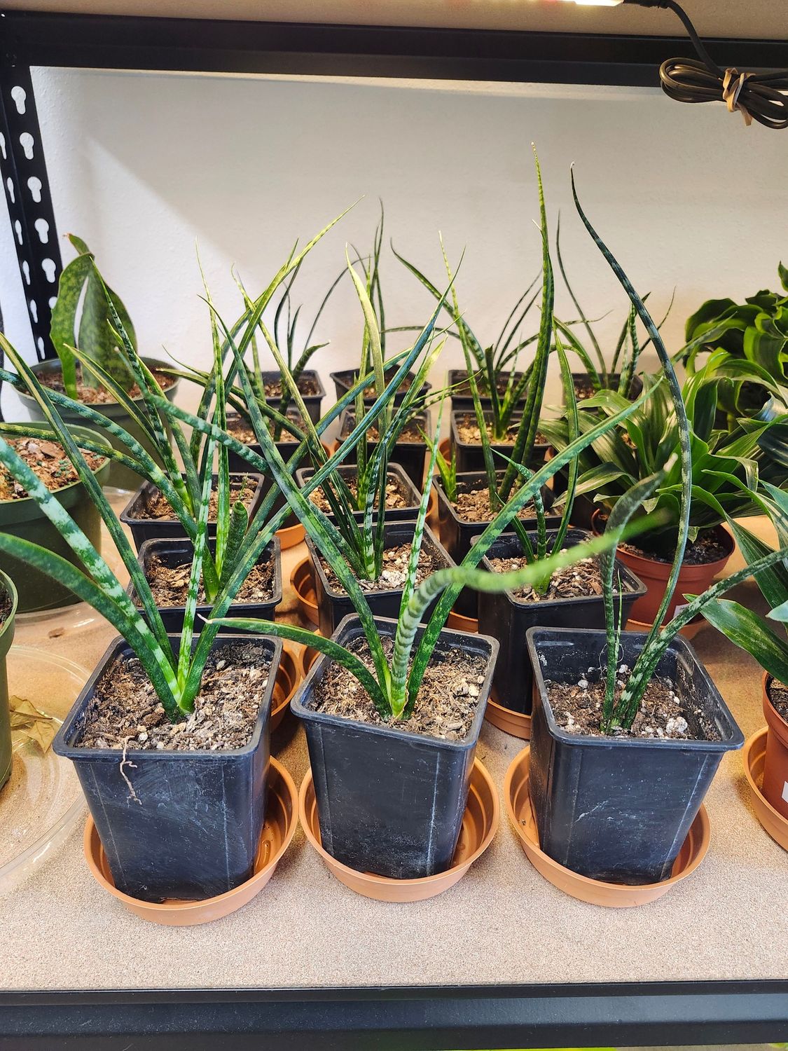 SANSEVIERIA FERNWOOD 4&quot; - GH