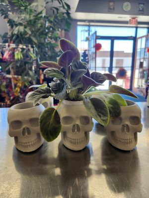 SKULL POT - CONCRETE