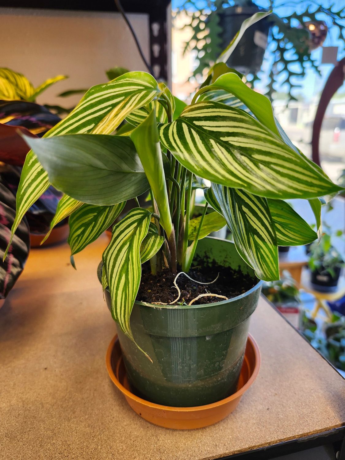CALATHEA VITTATA 4&quot;