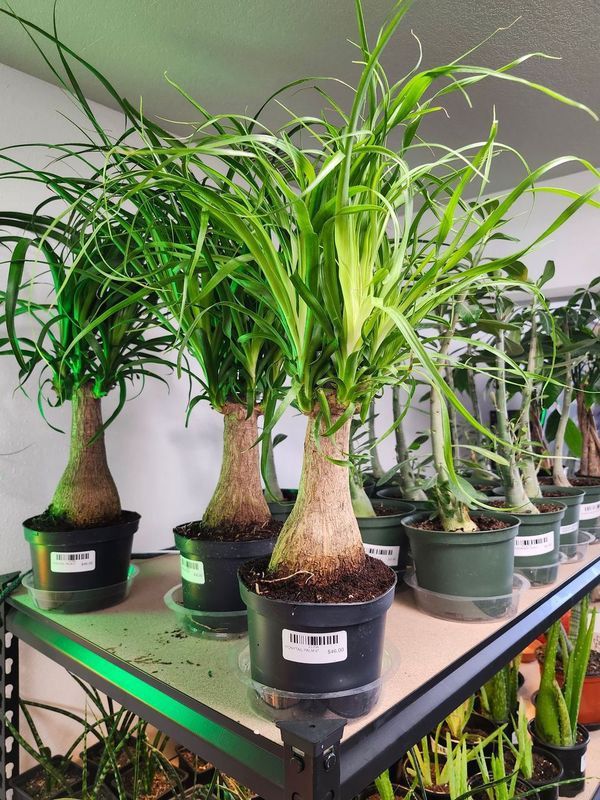 PONYTAIL PALM 6&quot;