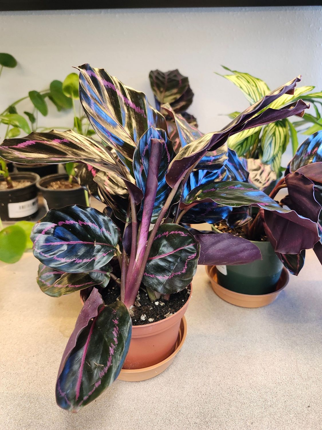 CALATHEA DOTTE 4&quot;