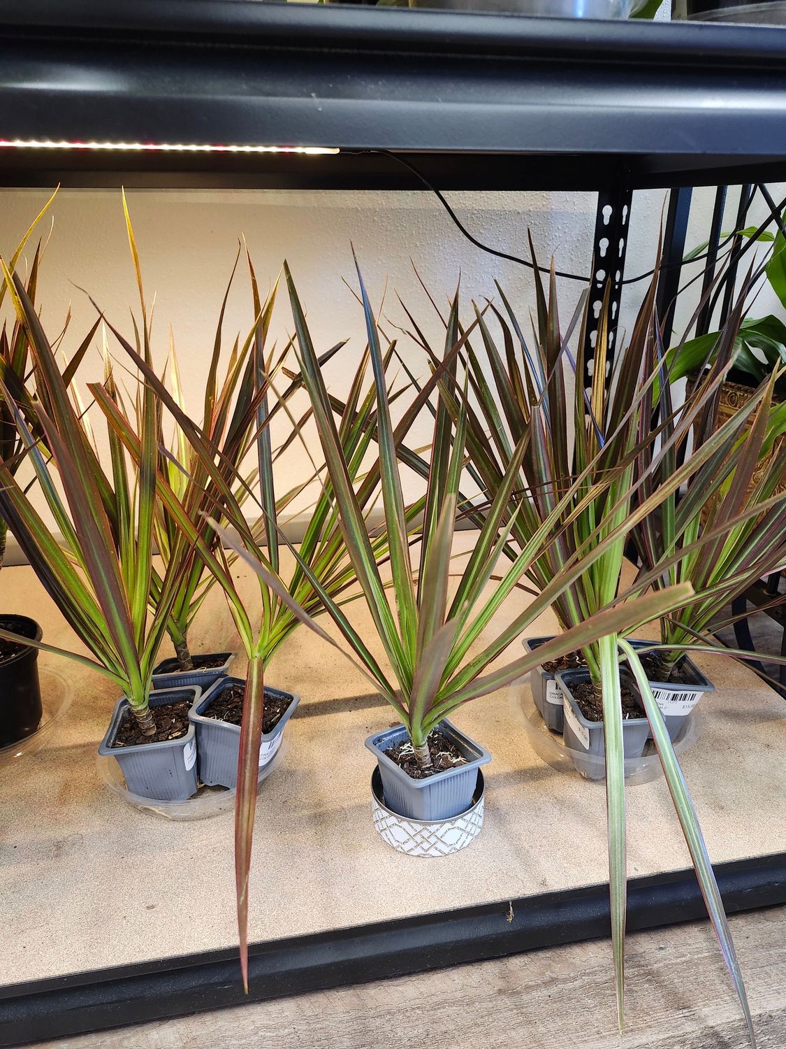 DRACAENA COLORAMA 3&quot;