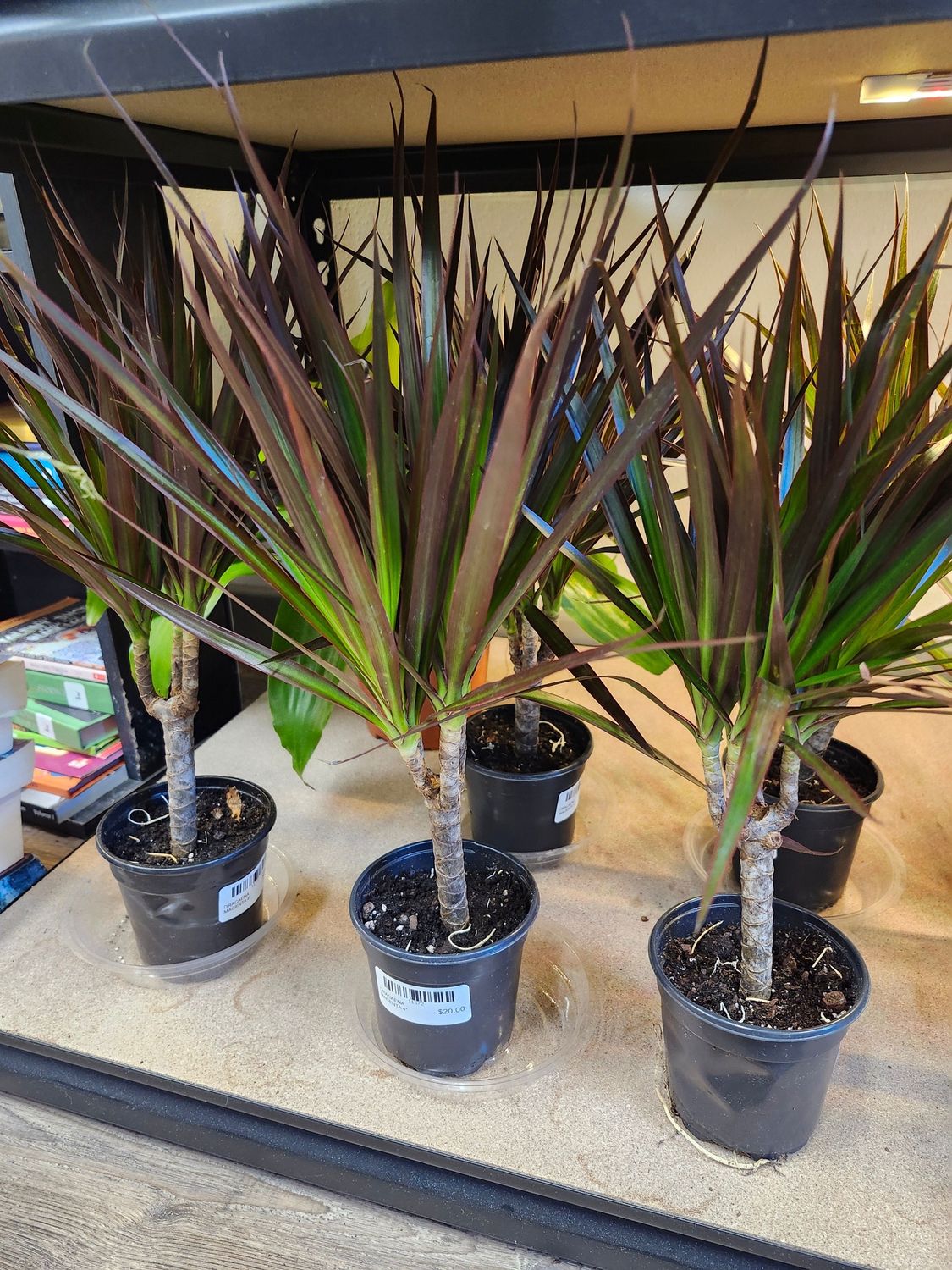 DRACAENA MAGENTA 4&quot;