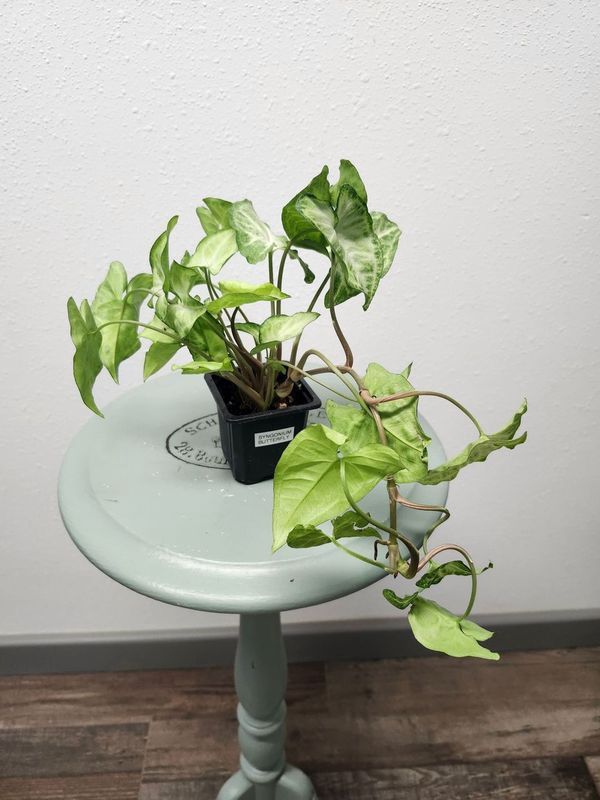 SYNGONIUM BUTTERFLY