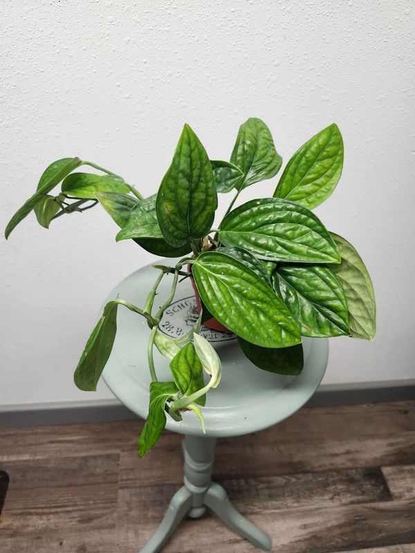 MONSTERA PERU 4&quot;
