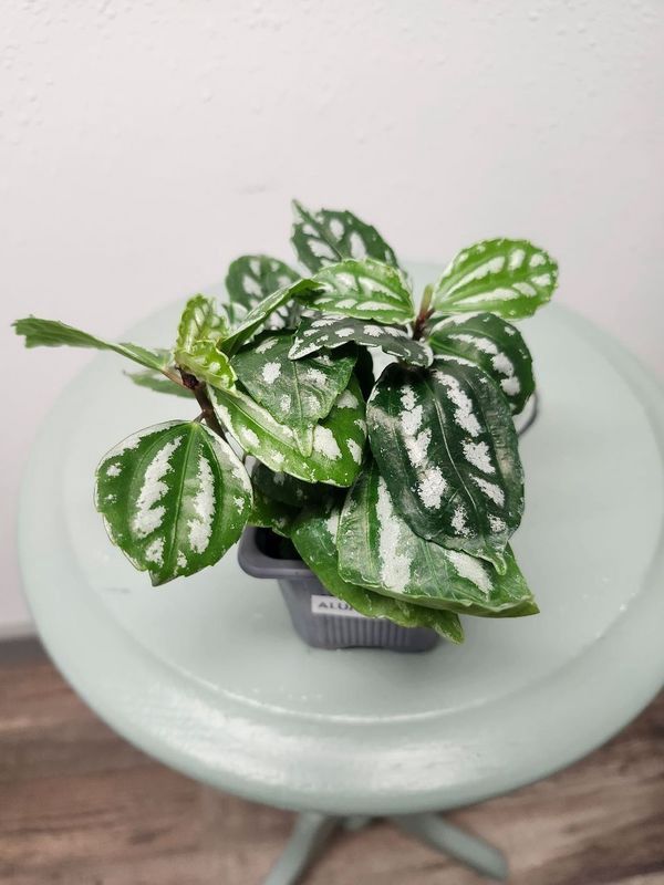 ALUMINUM PLANT 4&quot;