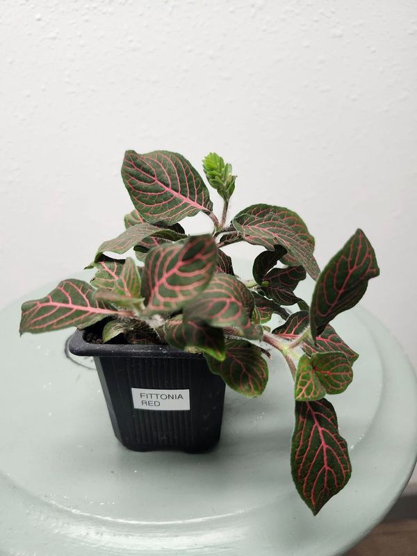 FITTONIA RED 3&quot;