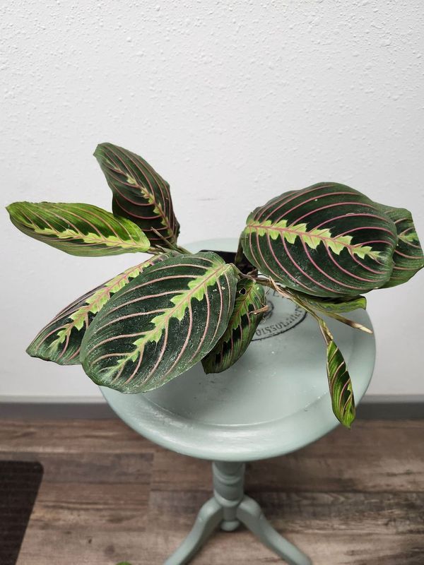 MARANTA RED 3&quot;