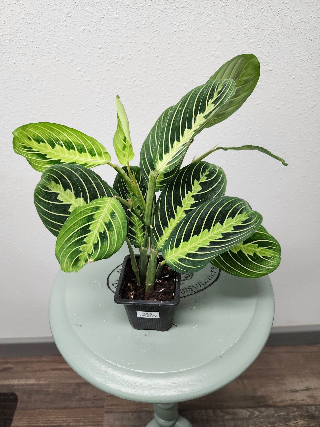 LEMON MARANTA 3&quot;