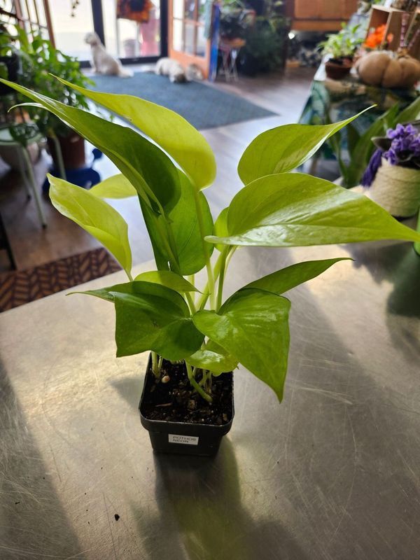 POTHOS NEON 3&quot;
