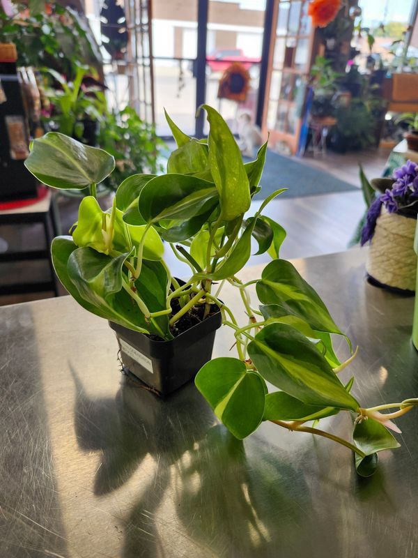 PHILODENDRON BRAZIL 3&#39;