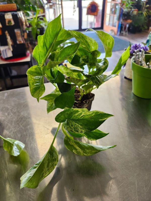 POTHOS MARBLE QUEEN 3&quot;