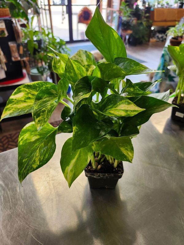 POTHOS GOLDEN 3&quot;