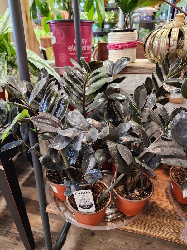 ZAMIOCULCUAS ZAMIFOLIA ZZ BLACK QUEEN 4"