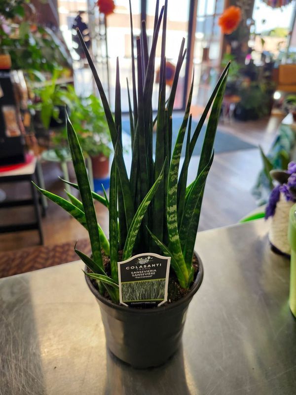 SANSEVIERIA FERNWOOD 4&quot;