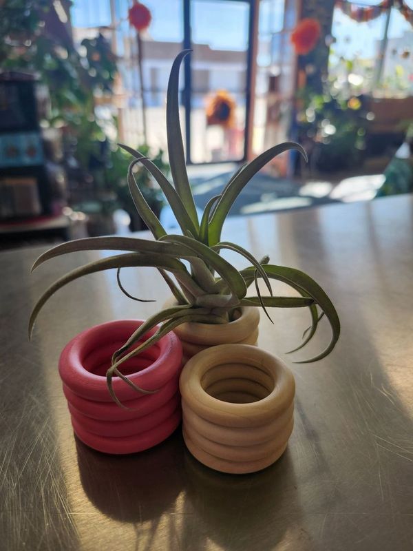 AIR PLANT HOLDER (MEDIUM)