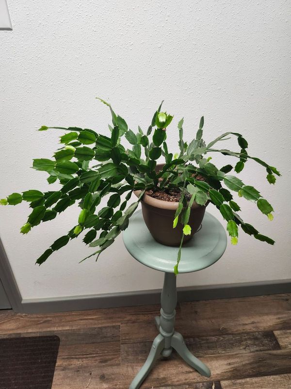 THANKSGIVING CACTUS 8&quot; GH