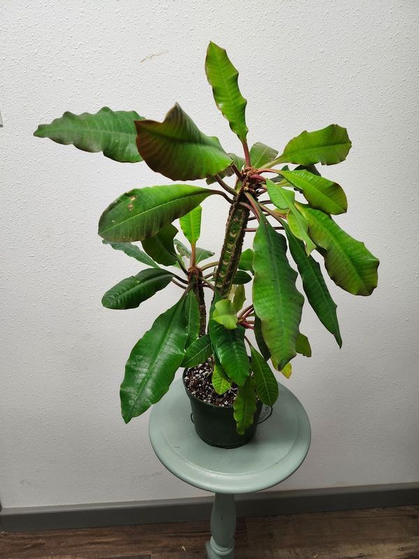 MADAGASCAR JEWEL 6&quot;