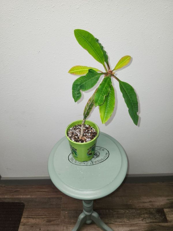 MADAGASCAR JEWEL 5&quot;